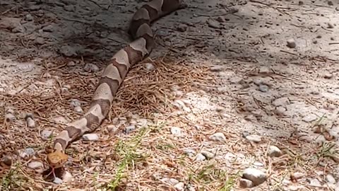 Copperhead