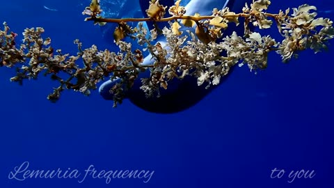 Playing catch with seaweed