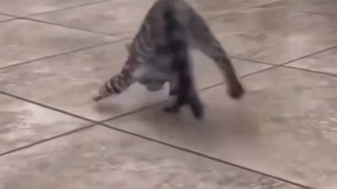 Happy Kitten