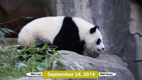 Mei Lun and Mei Huan - Over 3 Years at Zoo Atlanta