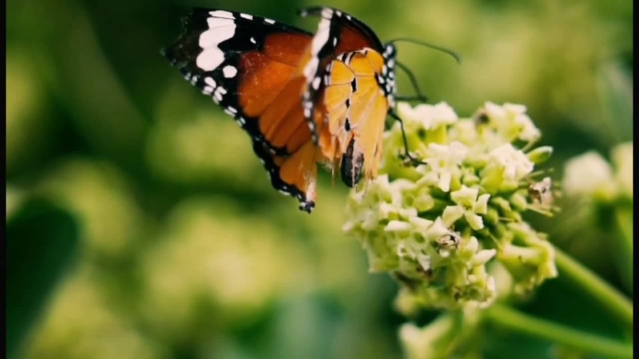 Interesting facts about butterfly