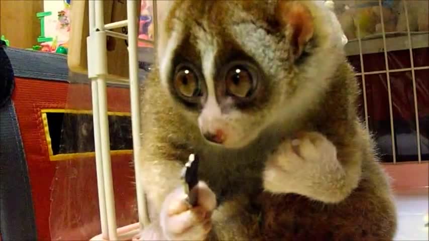 Slow Loris eating a Rice Ball