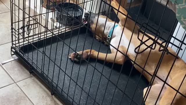 Boxer Drinks Upside Down and Between Bars