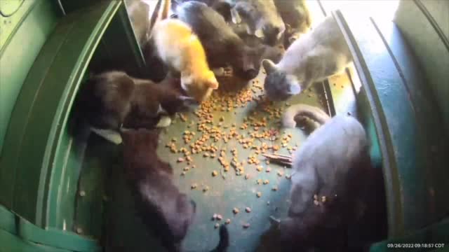 Kitty Man Feeding Frenzy