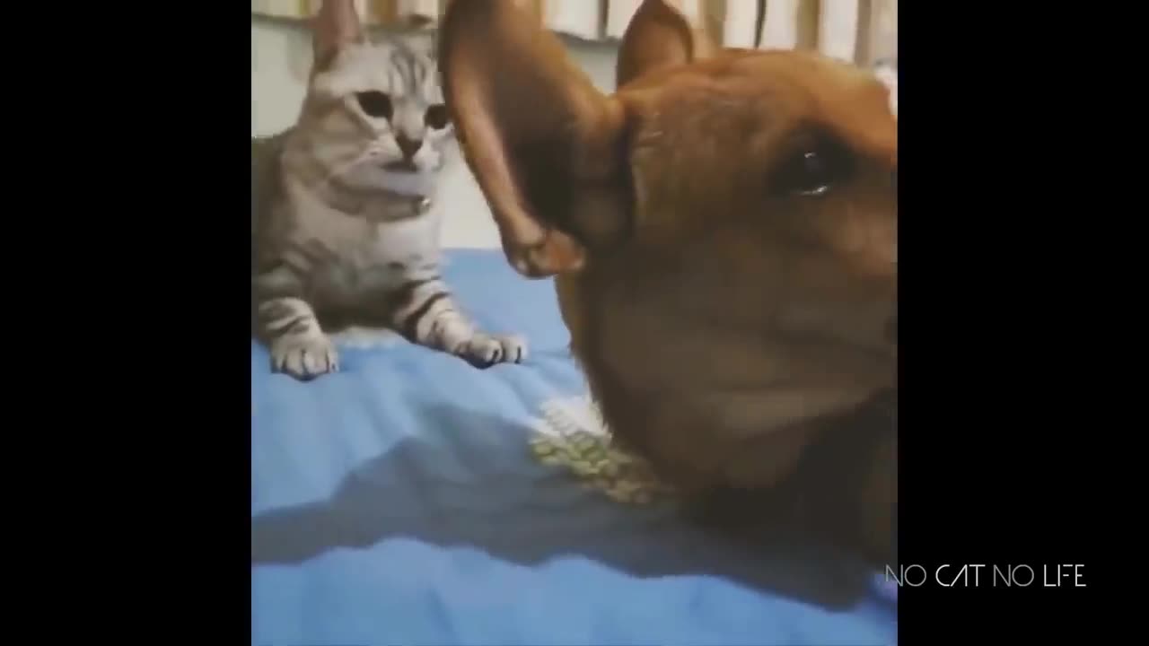 Funny Cats