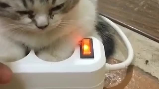 Charging cat