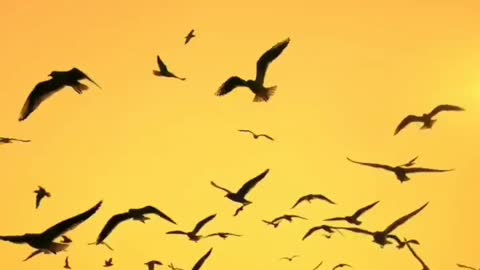 GROUPS OF BIRDS FLYING TOGETHER