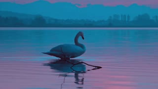 Female Swan Perform Body Strange Move At Night