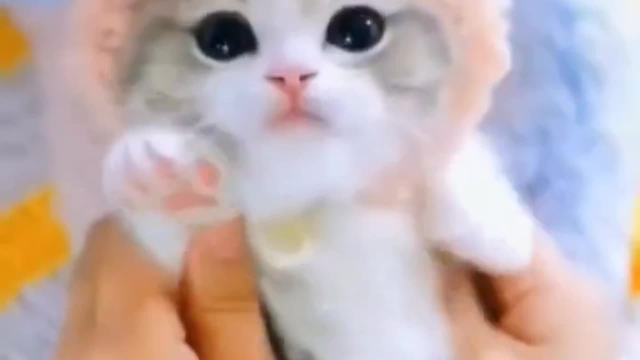 Cute cats