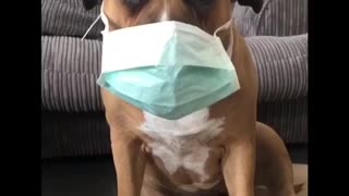 When your Human coughs