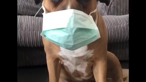 When your Human coughs