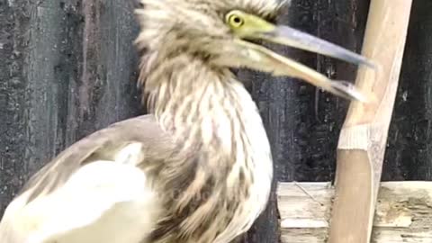 Wow, really amazing a bird😍 #viralvideo #bird #fuorpon