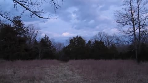 Woodcock Courtship Flight