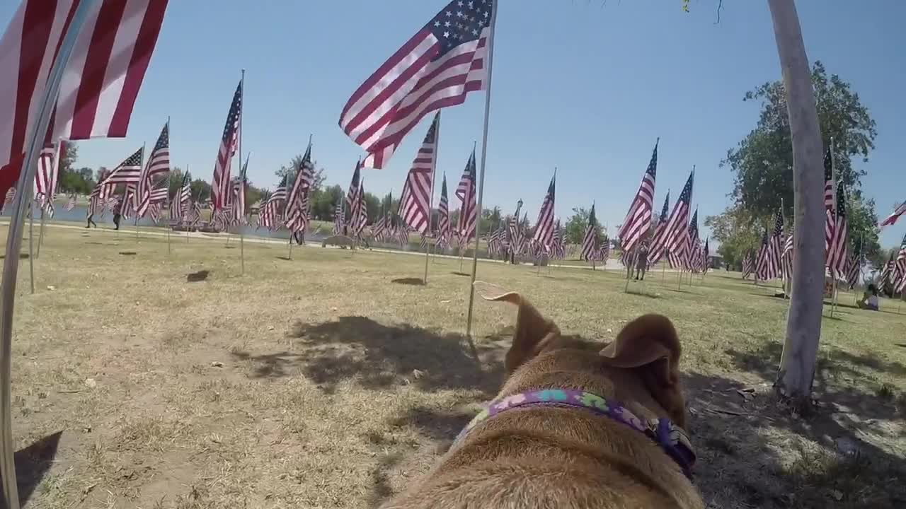 Pit Bull with GoPro gives new perspective of American flag