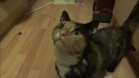 Weirdest Cat Meow Ever!