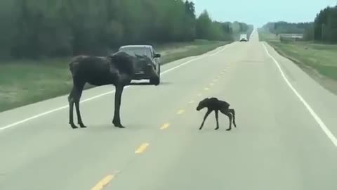 Was worried while he crossed the road