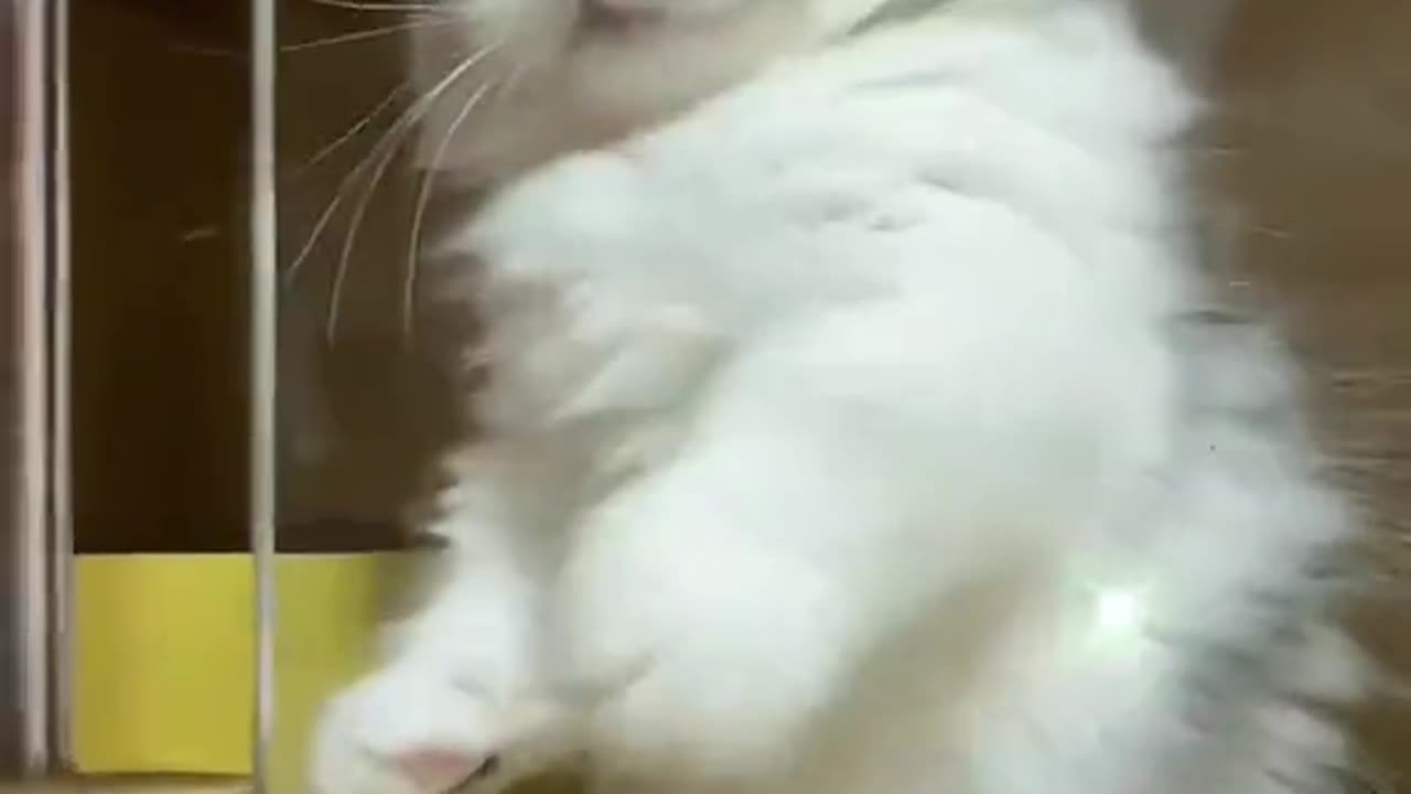 Cute cats video compilation 34