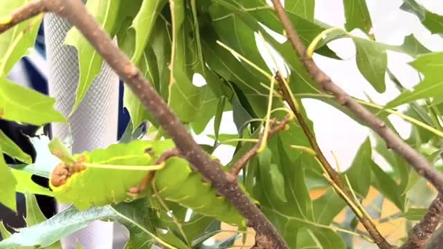 Polyphemus Moth Caterpillar and cocoons