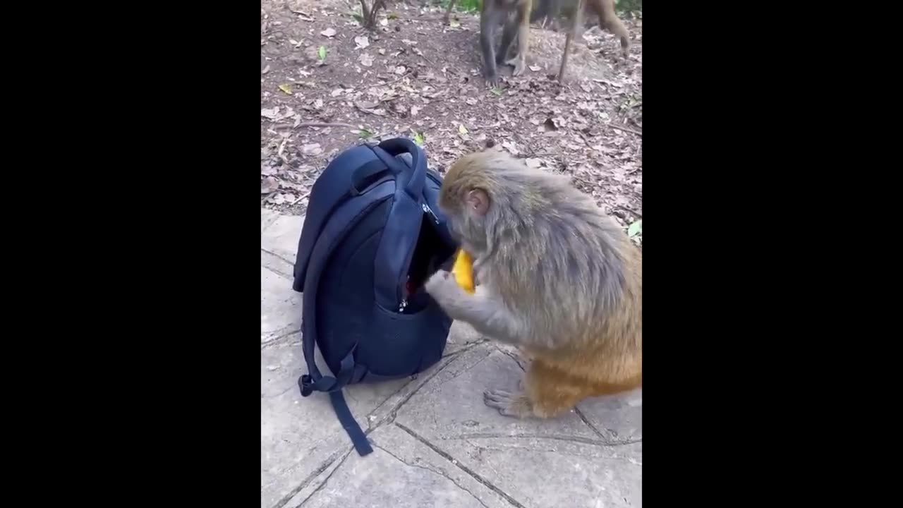 New Fanny Animals Funniest Cats And Dogs πΆπ Videos π€£π·π€£π·π·