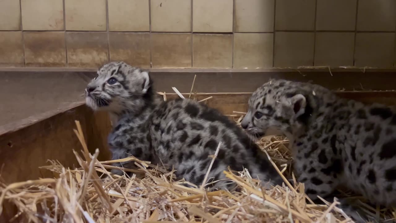 Adorable Snow Leopard Cubs Have Fun Playing In Grass