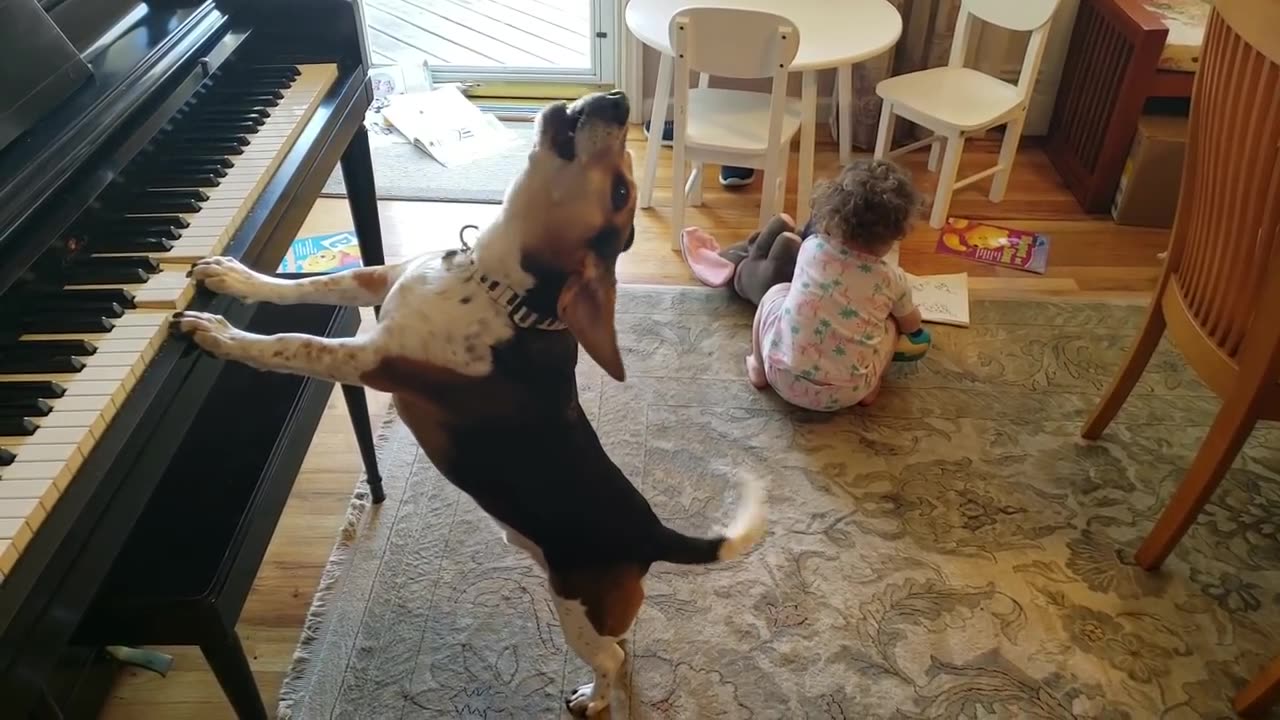 THE MOST AMAZING AND HYSTERICAL VIDEO ON THE INTERNET!!!! Feat. Buddy Mercury Dog and Lil Sis!