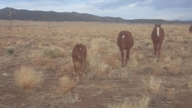 Wild horses