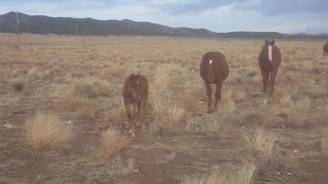 Wild horses