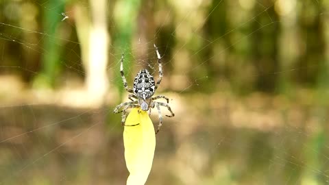 Crusader Garden arachnid