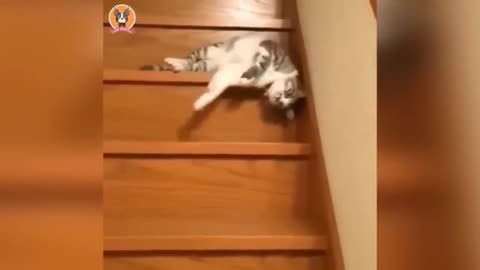 Very fanny videos