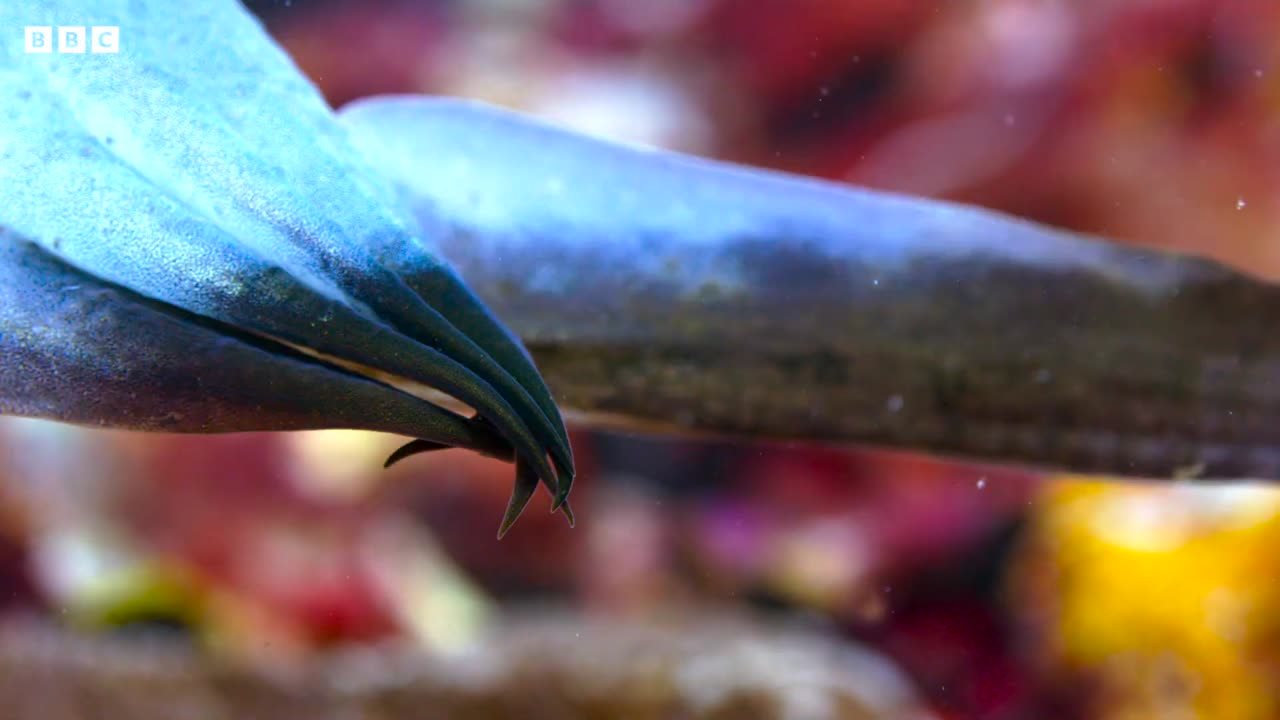 Cuttlefish Hypnotises Prey | Blue Planet II | BBC Earth