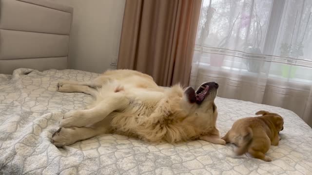 Cute Golden Retriever Attacked by a Funny Puppy