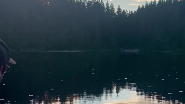 Bugs Ripple Water to Guitar Notes Being Played