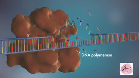 DNA replication - 3D