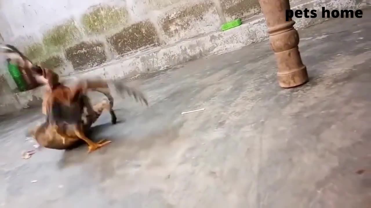 Funny animal videos that will make you laugh