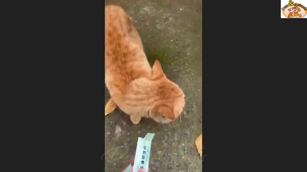 Funny animals 2024 😄 Funniest Cats and Dogs Videos