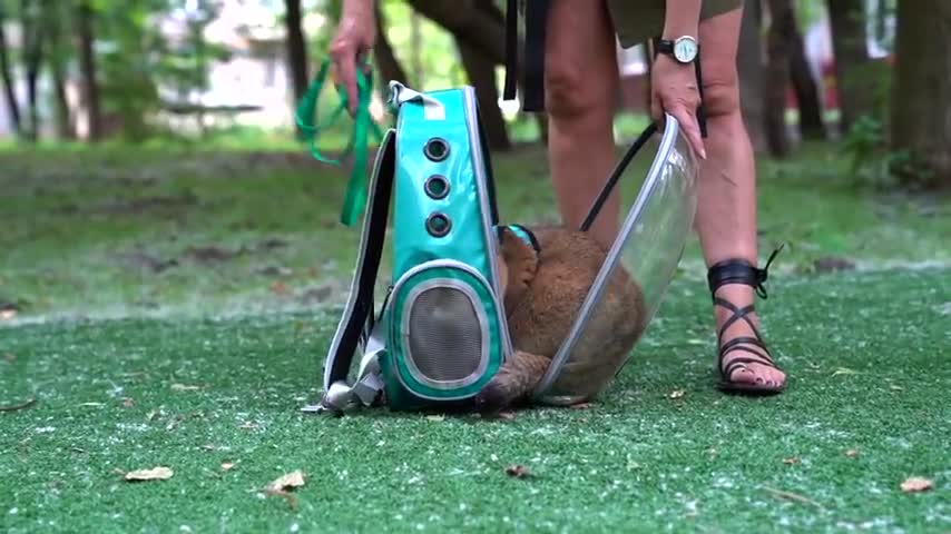 Hosico goes for a walk