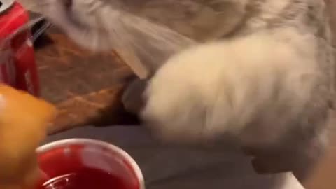 Funny cat eating Ketchup