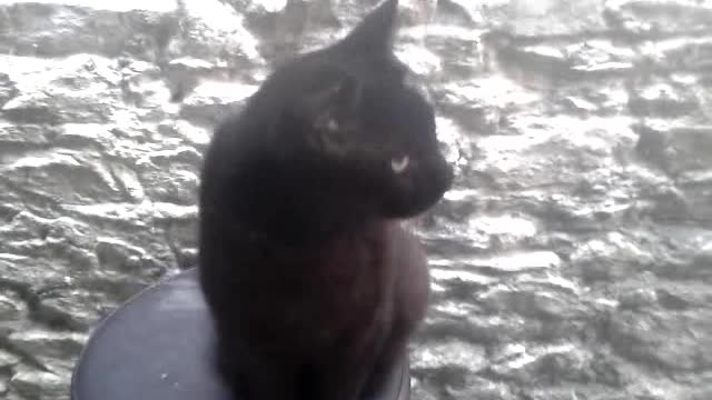 Salem the Talking Cat