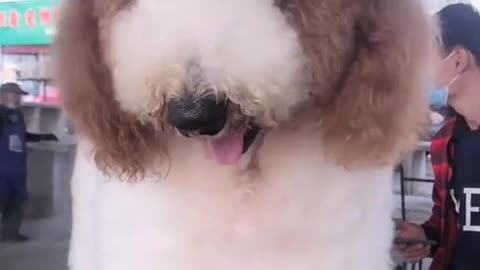 POODLE DOG GIGANTIC CUTEHARRISH ►► #7