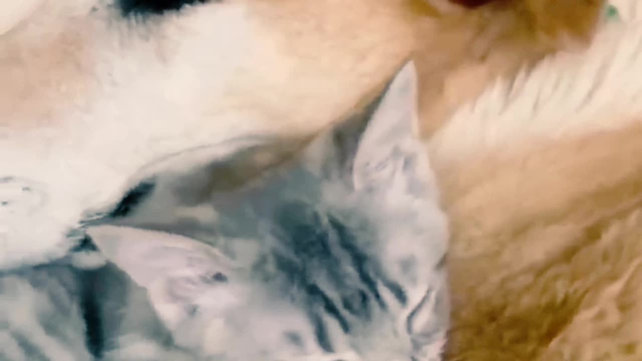 Unbelievable care and love dog with cat