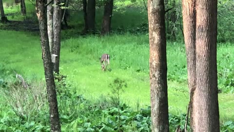 Mama deer and her new baby