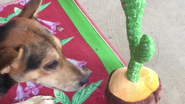 Dog Is Unsure About Mimicking Toy