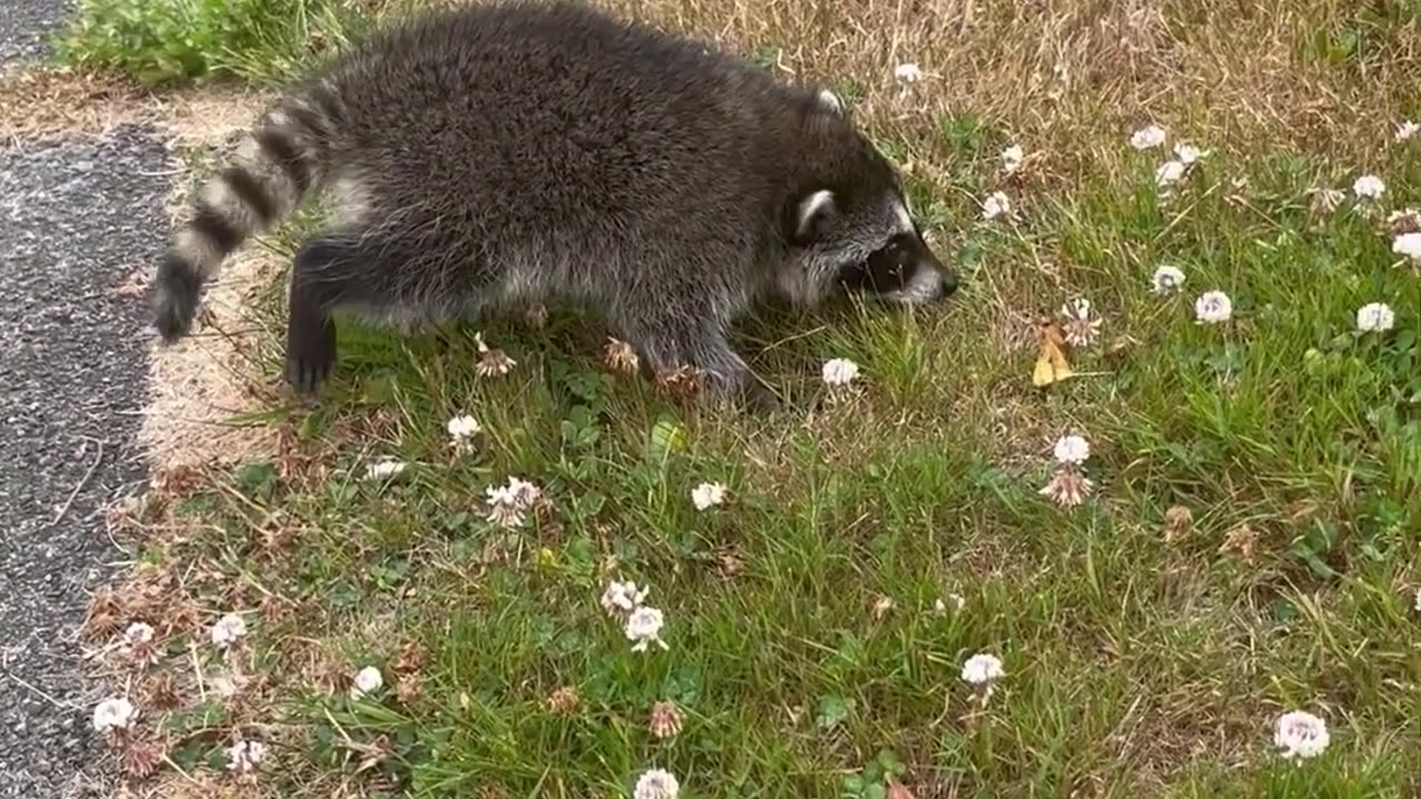 Baby Raccoon Isn't Sure About Fire Hydrant