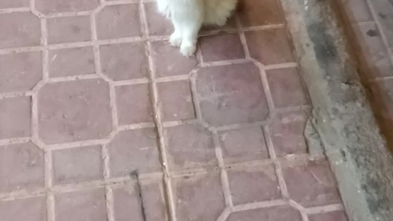 So cute baby cat 🐈