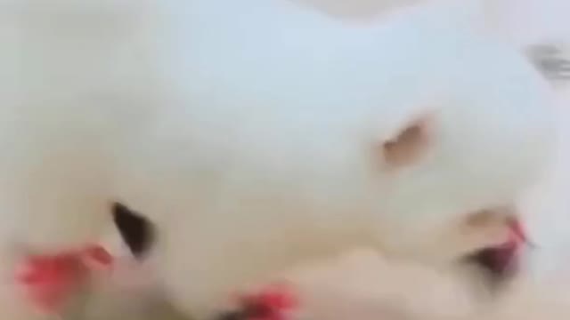 Cute Dog Vid