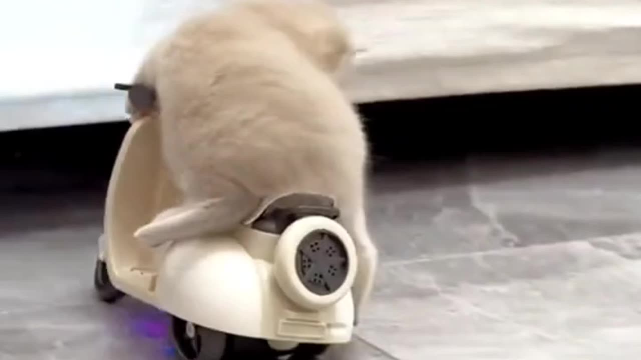 You haven't seen Cute pets driving electric vehicles