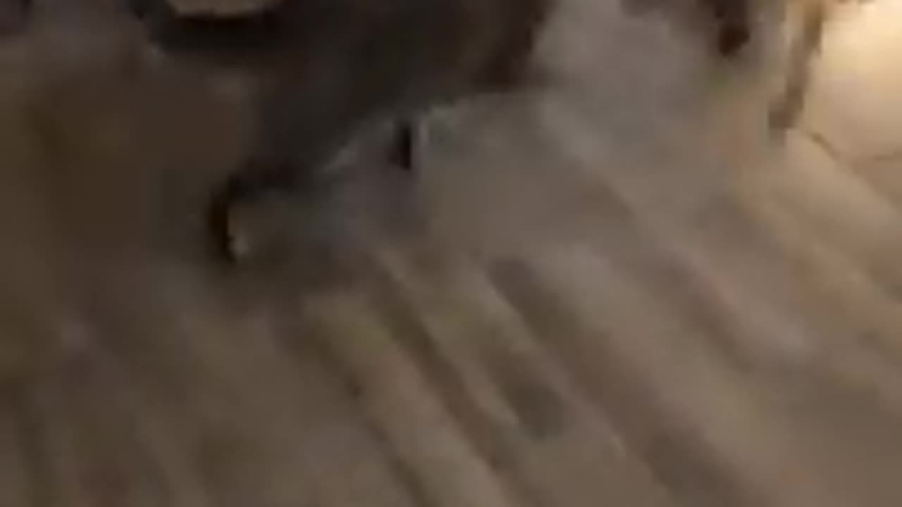 Cat and dog fight