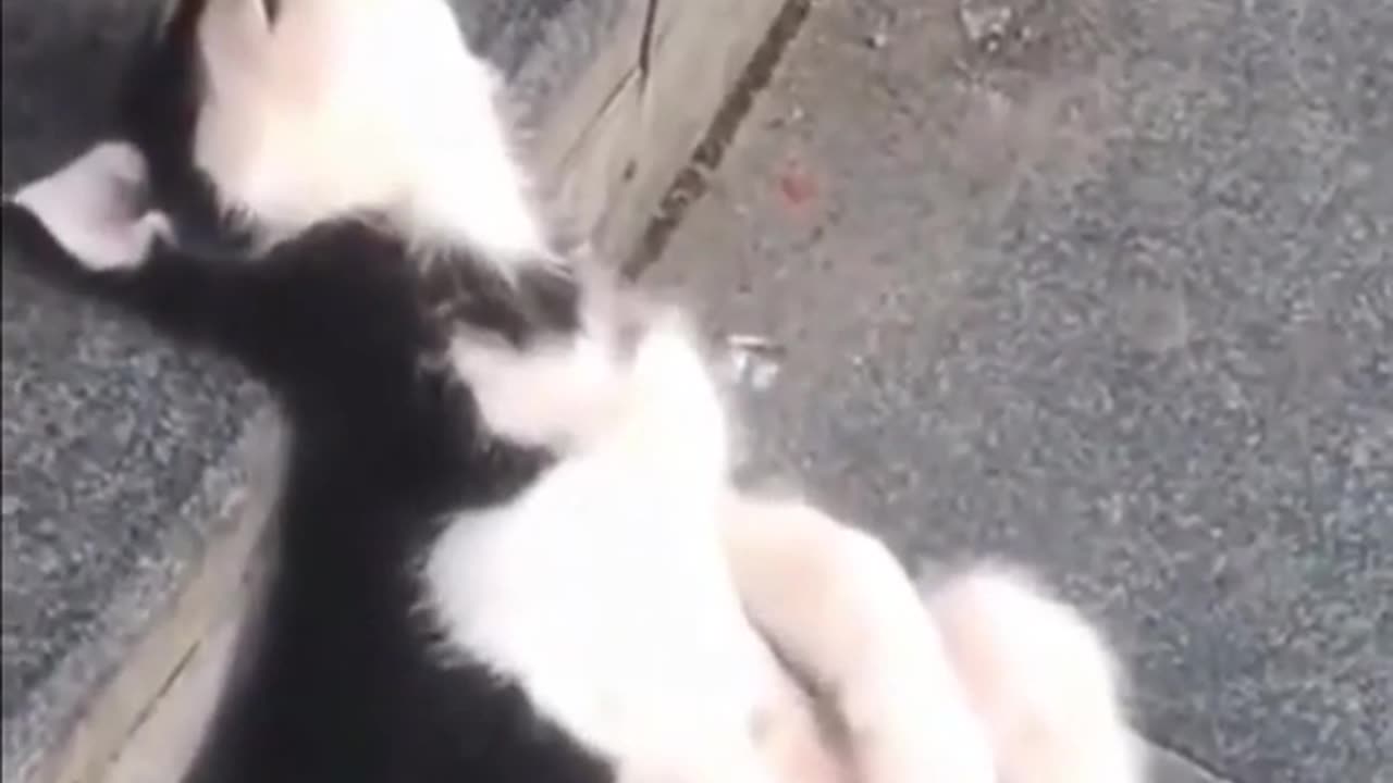 Puppy and Baby Chick