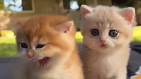Cute kittey |For cats lovers