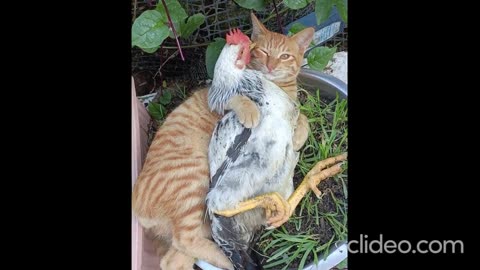 Cute animals with their friends